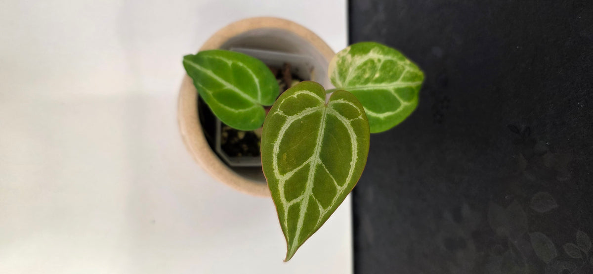 Anthurium Crystallinum Variegated C