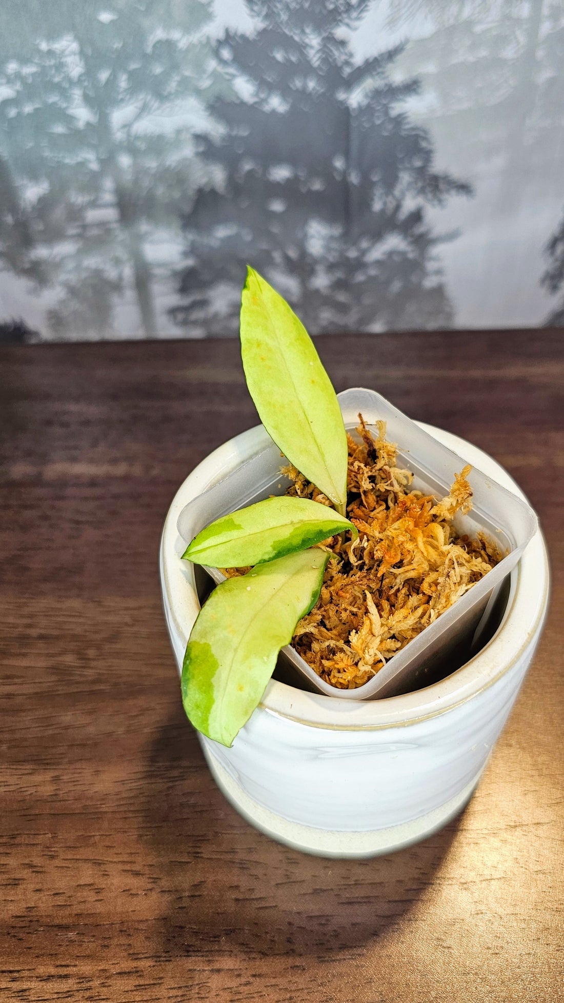 Hoya walliniana variegated (WH43)