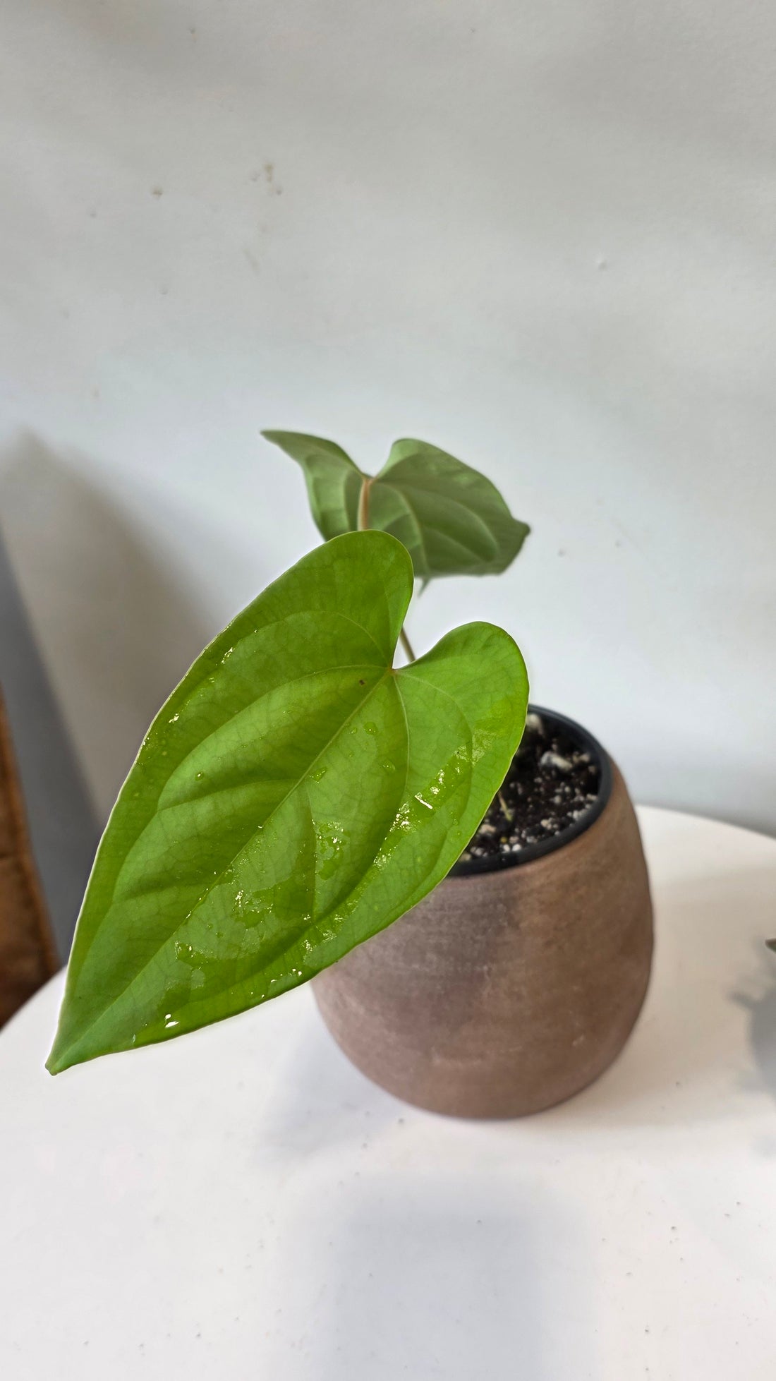 Anthurium Heart of the Amazon (Crystallinum x Sagittatum) "a"