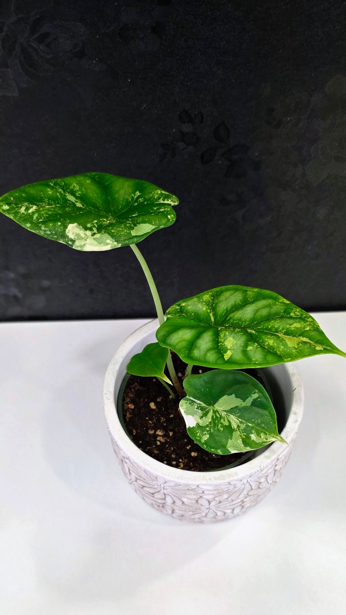 Alocasia Silver Dragon Tri-color A