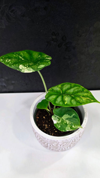 Alocasia Silver Dragon Tri-color A