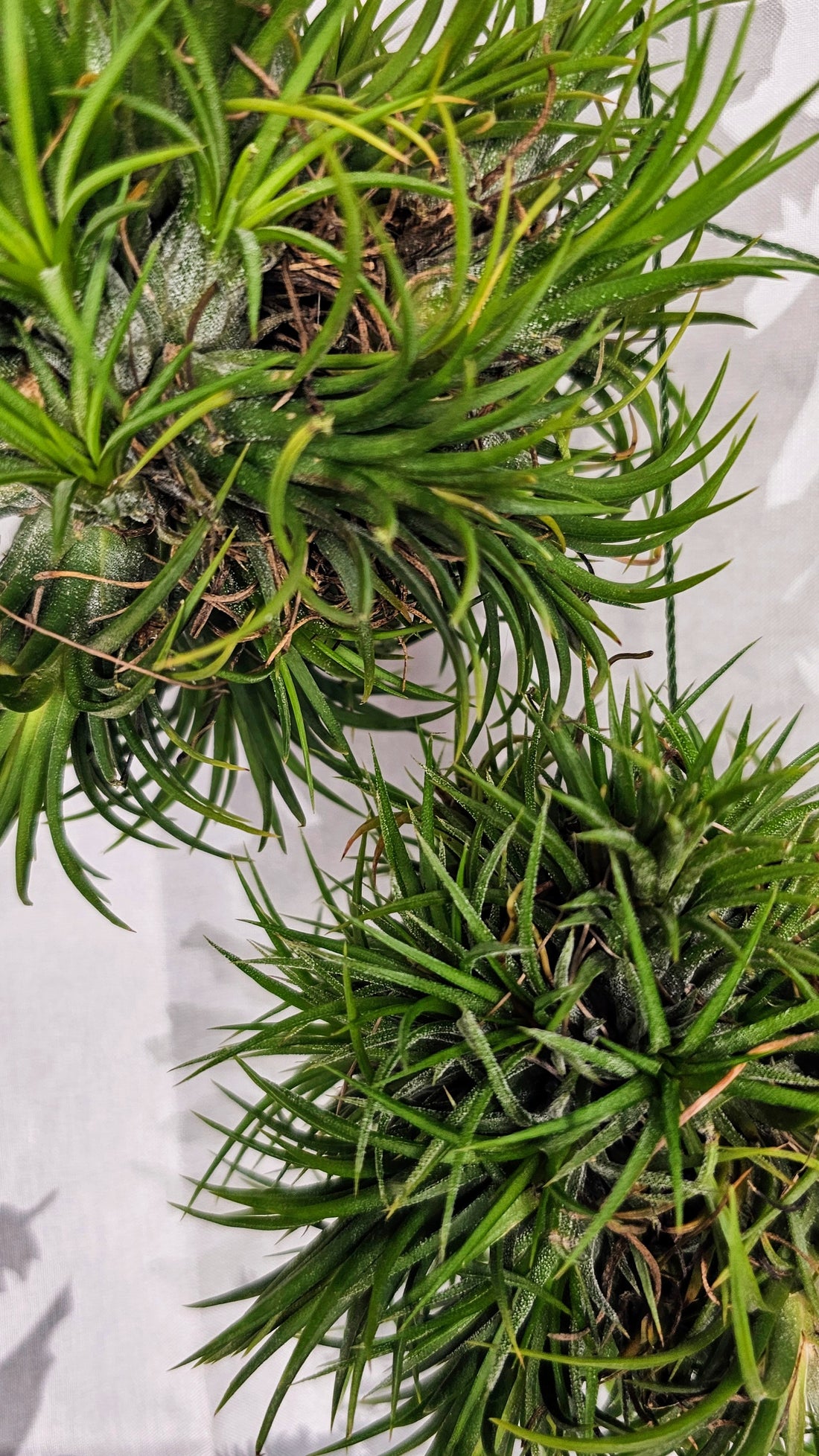 Tillandsia Lanotha Sky Ball