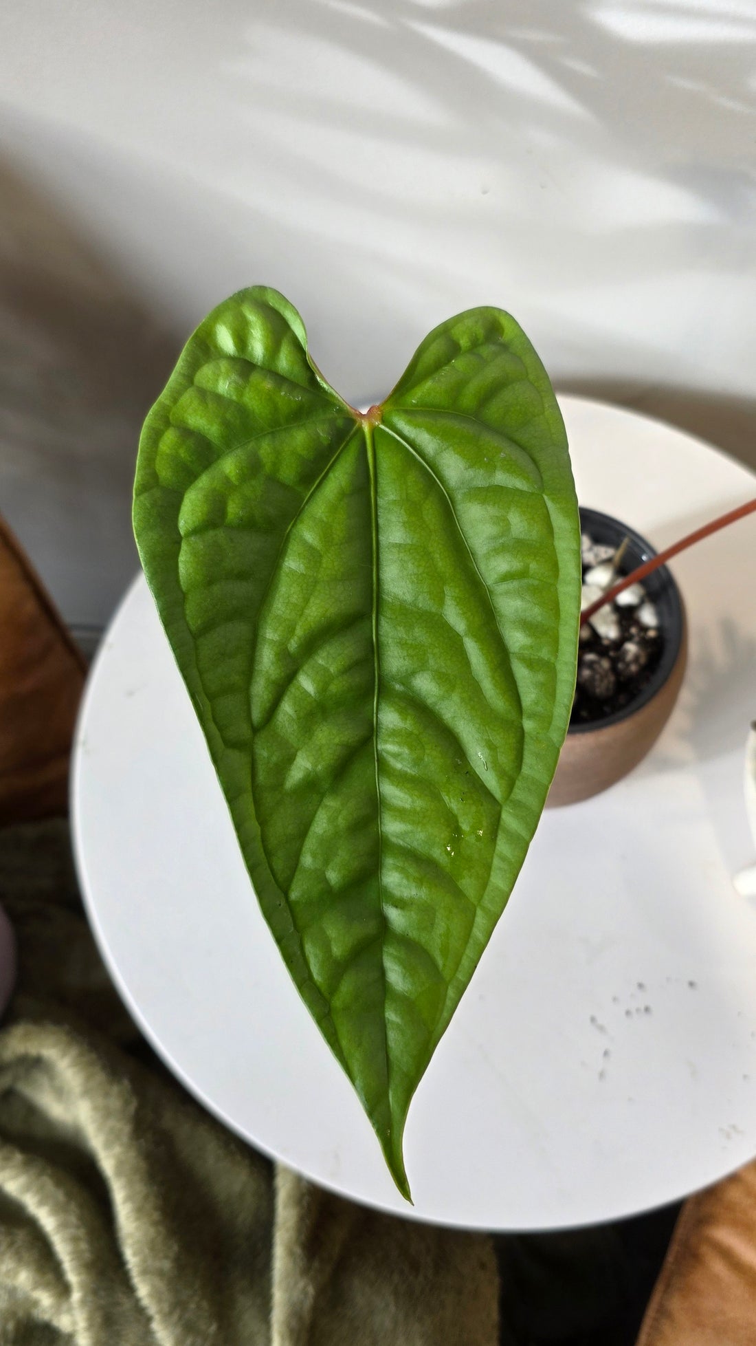 Anthurium Velvet Eclipse (Anthurium Luxurians x Nigrolaminum) "B"