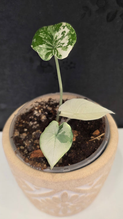 Alocasia Melo Albo G