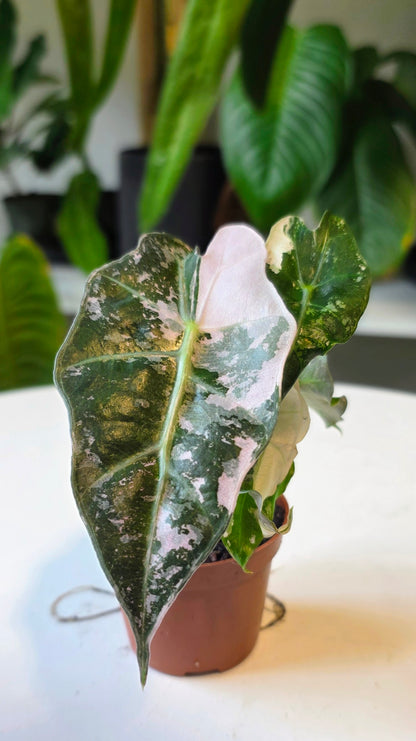 Alocasia Polly Pink Snowflake