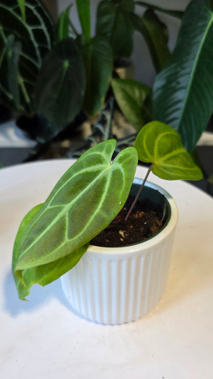 Anthurium Forgetii x Besseae aff. (D)