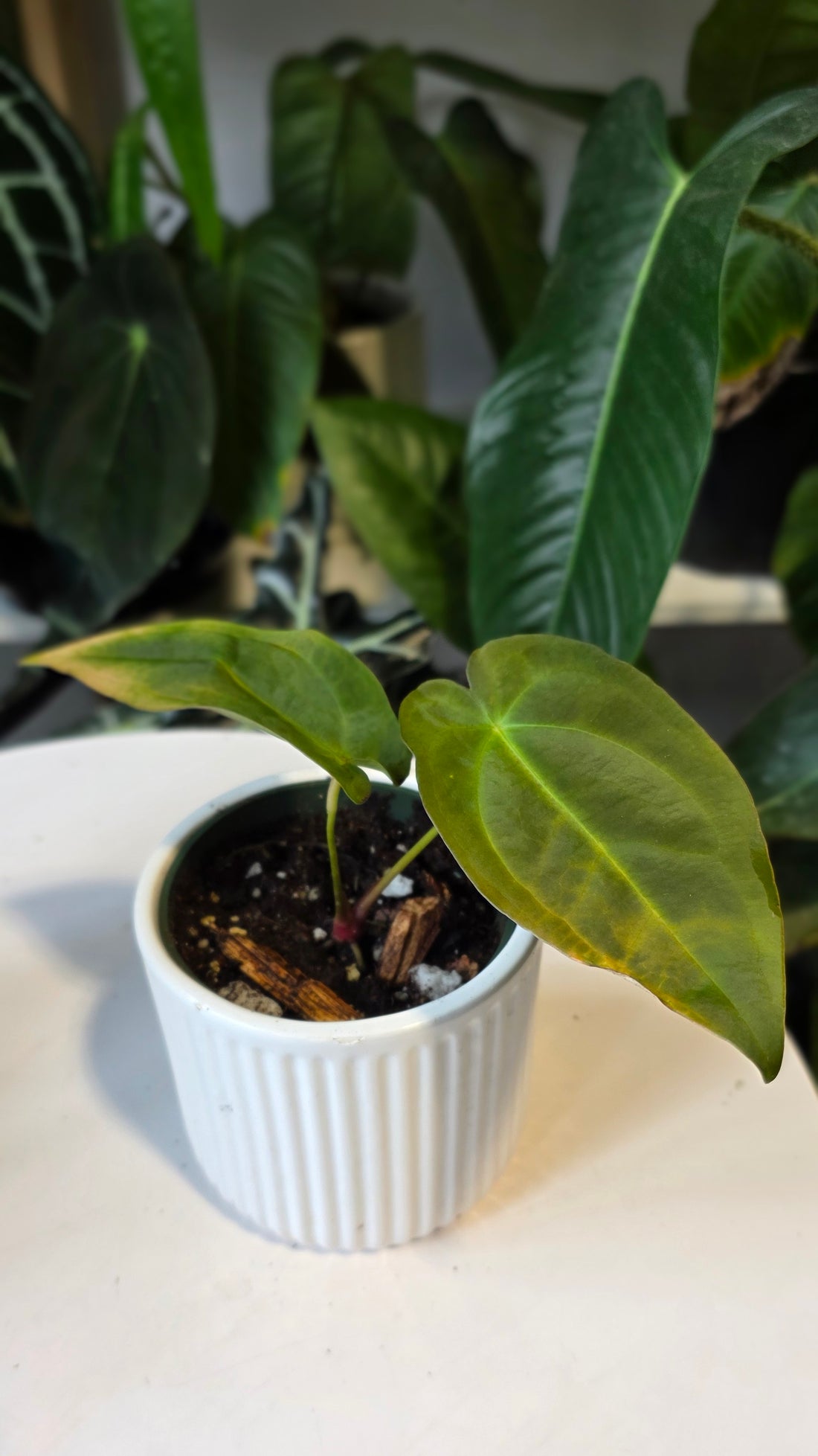 Anthurium Forgetii x Papillilaminum (D)
