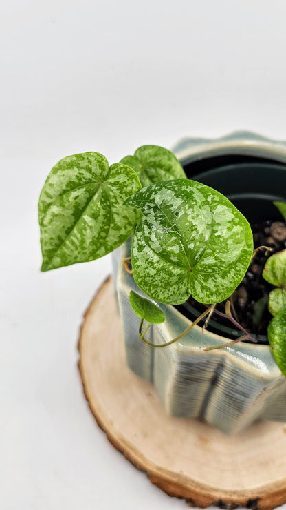 Dioscorea sp. Colombia Silver (B)