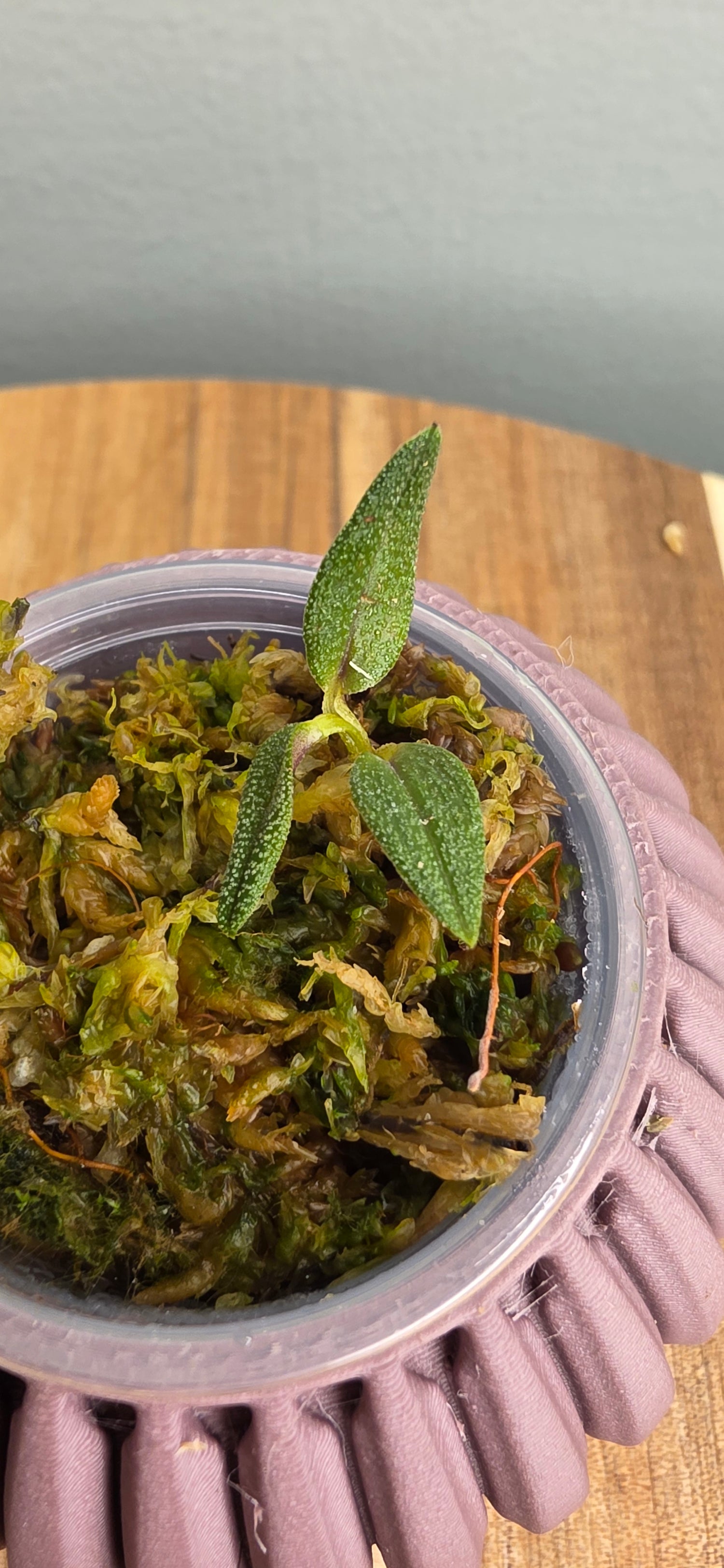 Dendrobium cuthbertsonii &quot;pepe&quot;