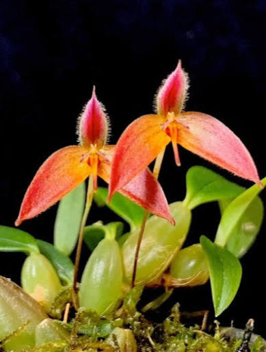 Bulbophyllum japrii