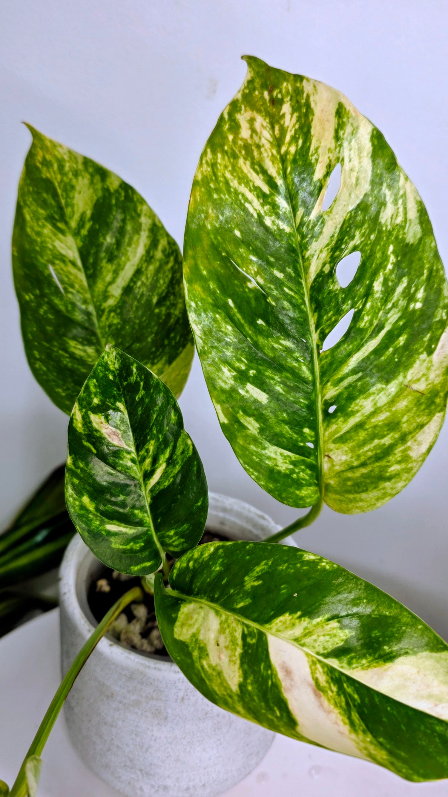 Epipremnum Pinnatum Sunburst F