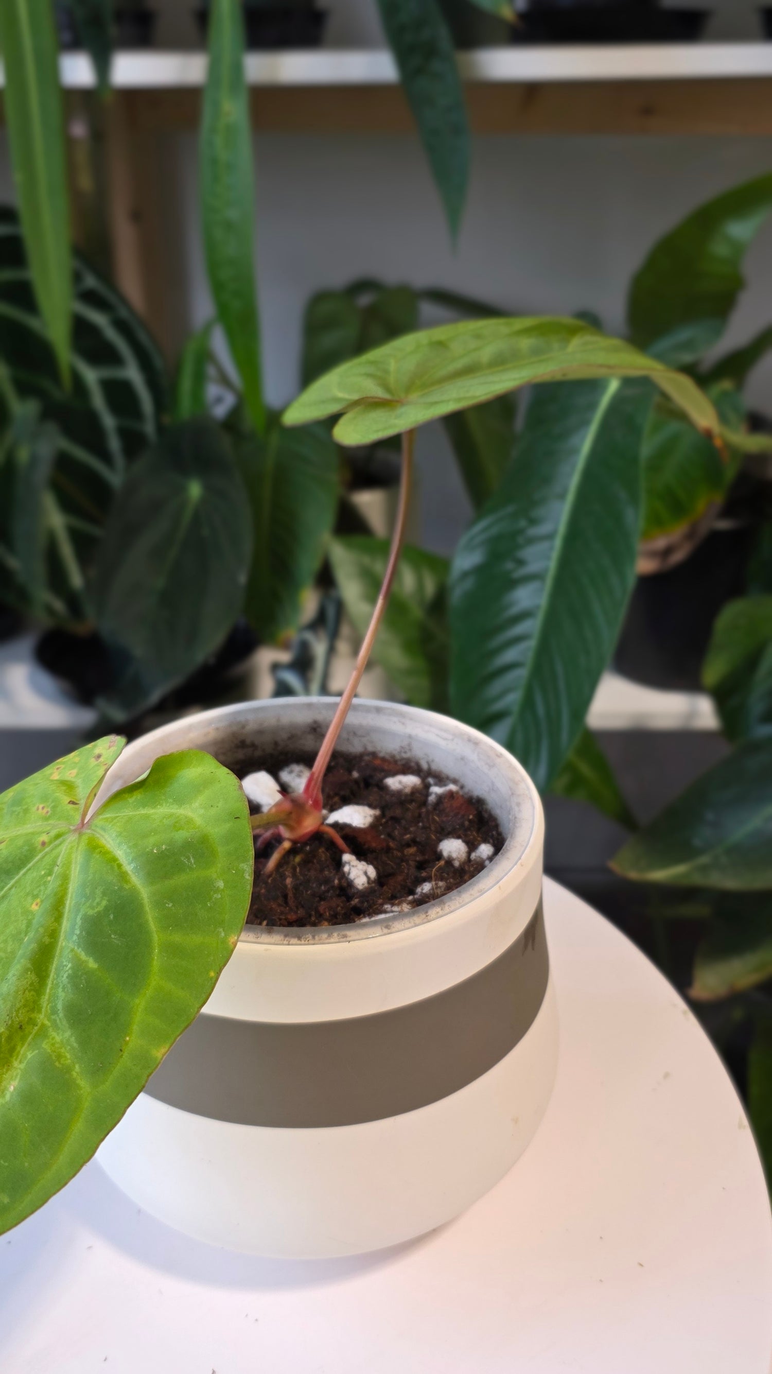 Anthurium Crystallinum X Dressleri (a)