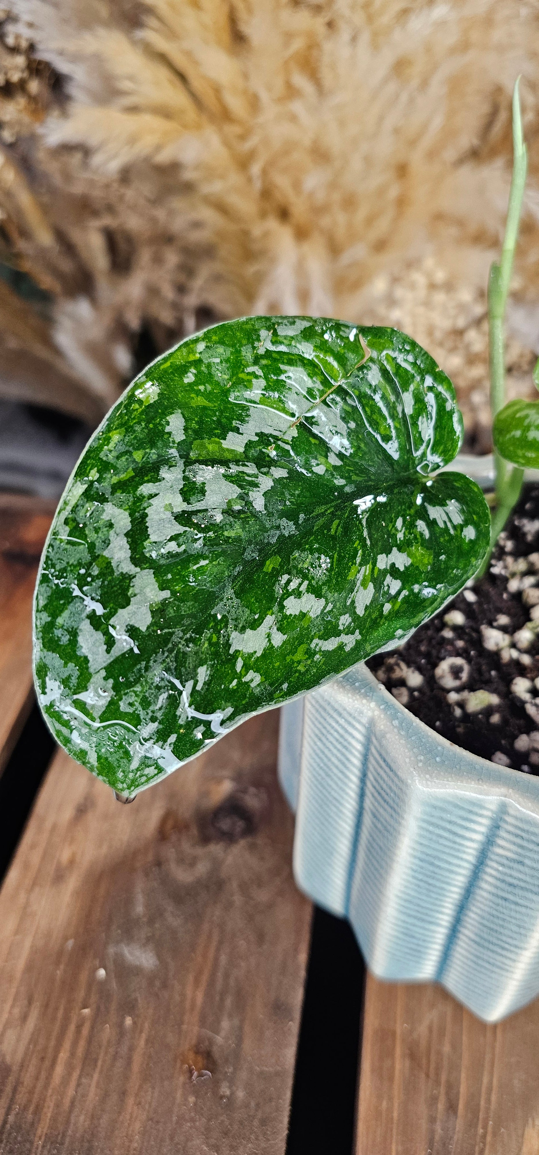 Scindapsus Baticon variegated (WOS01)