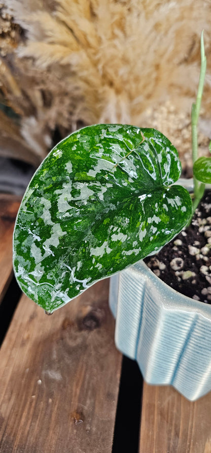 Scindapsus Baticon variegated (WOS01)