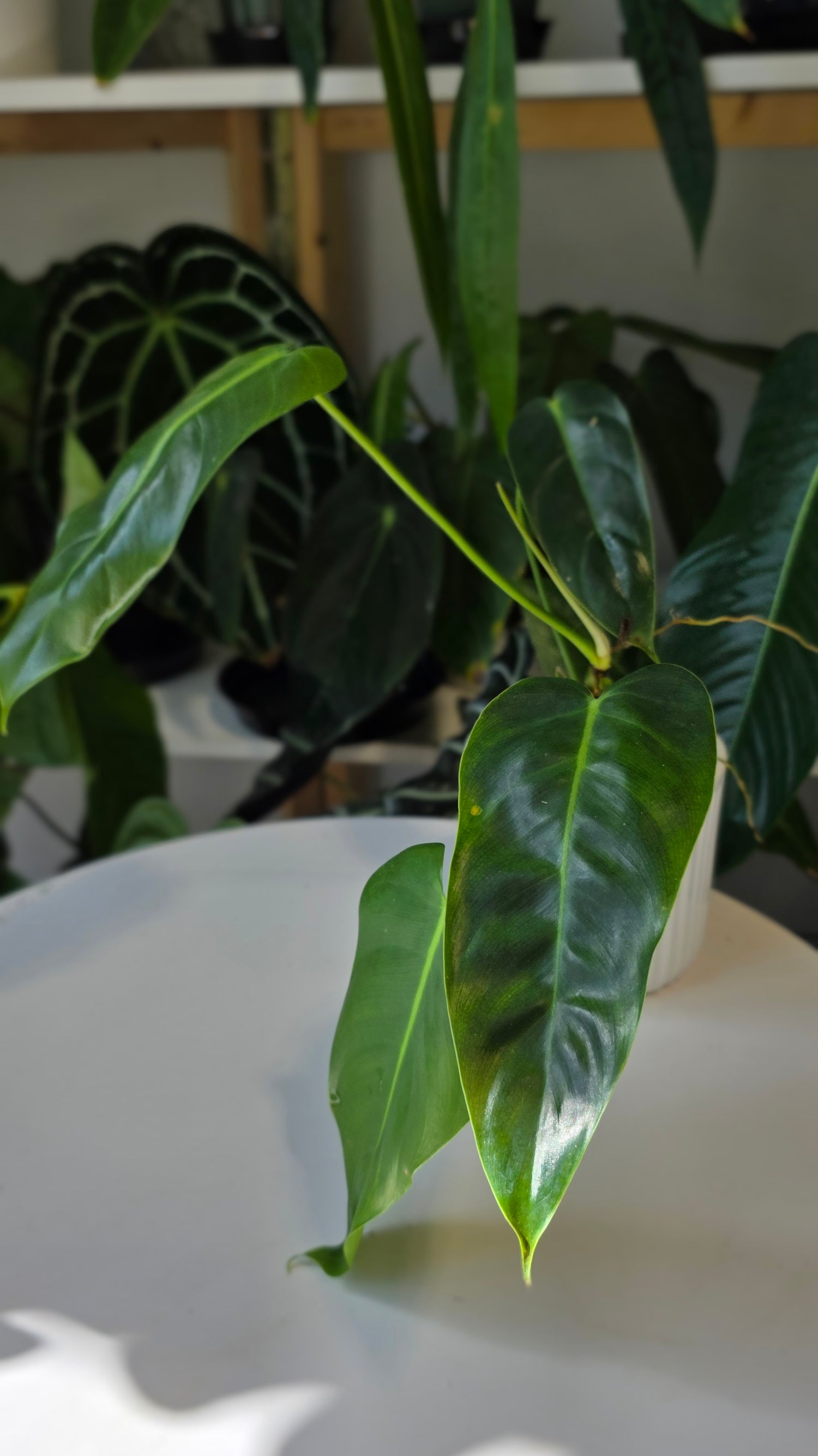 Philodendron Esmeralda Spirit (A)