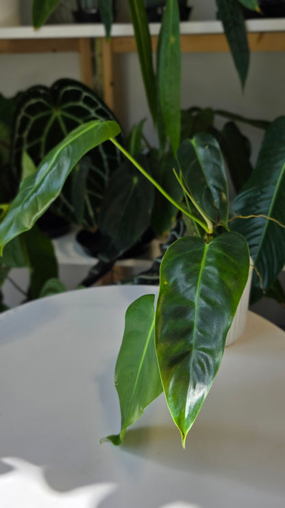 Philodendron Esmeralda Spirit (A)