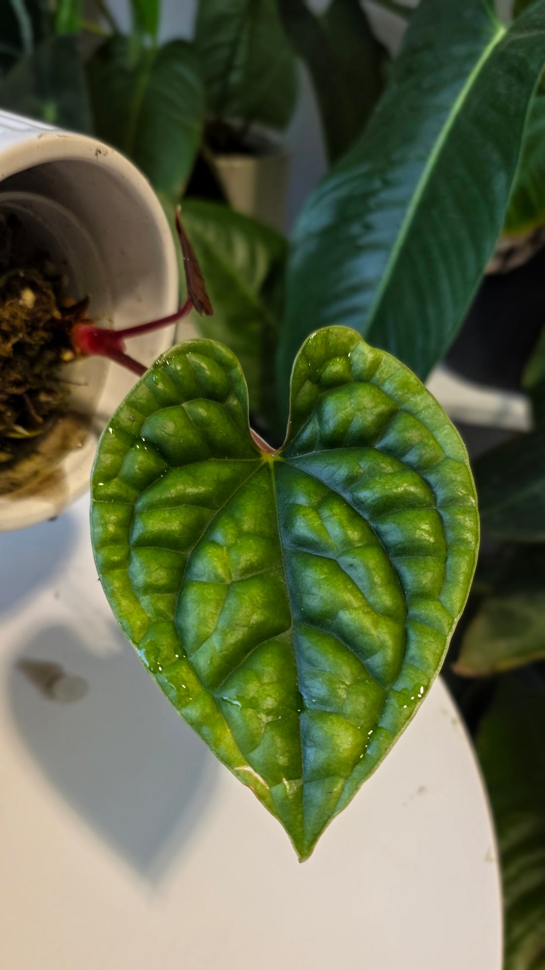 Anthurium Luxurians wild ecotype (a)