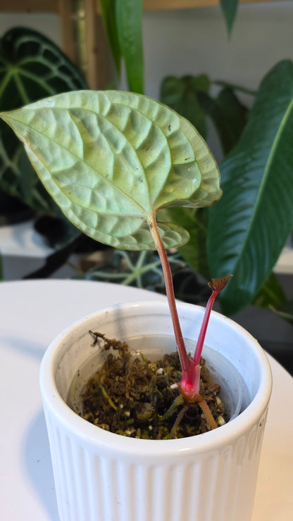 Anthurium Luxurians wild ecotype (a)