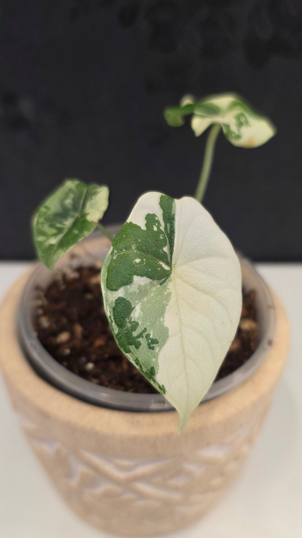 Alocasia Melo Albo F