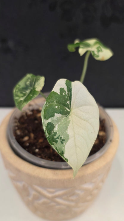 Alocasia Melo Albo F