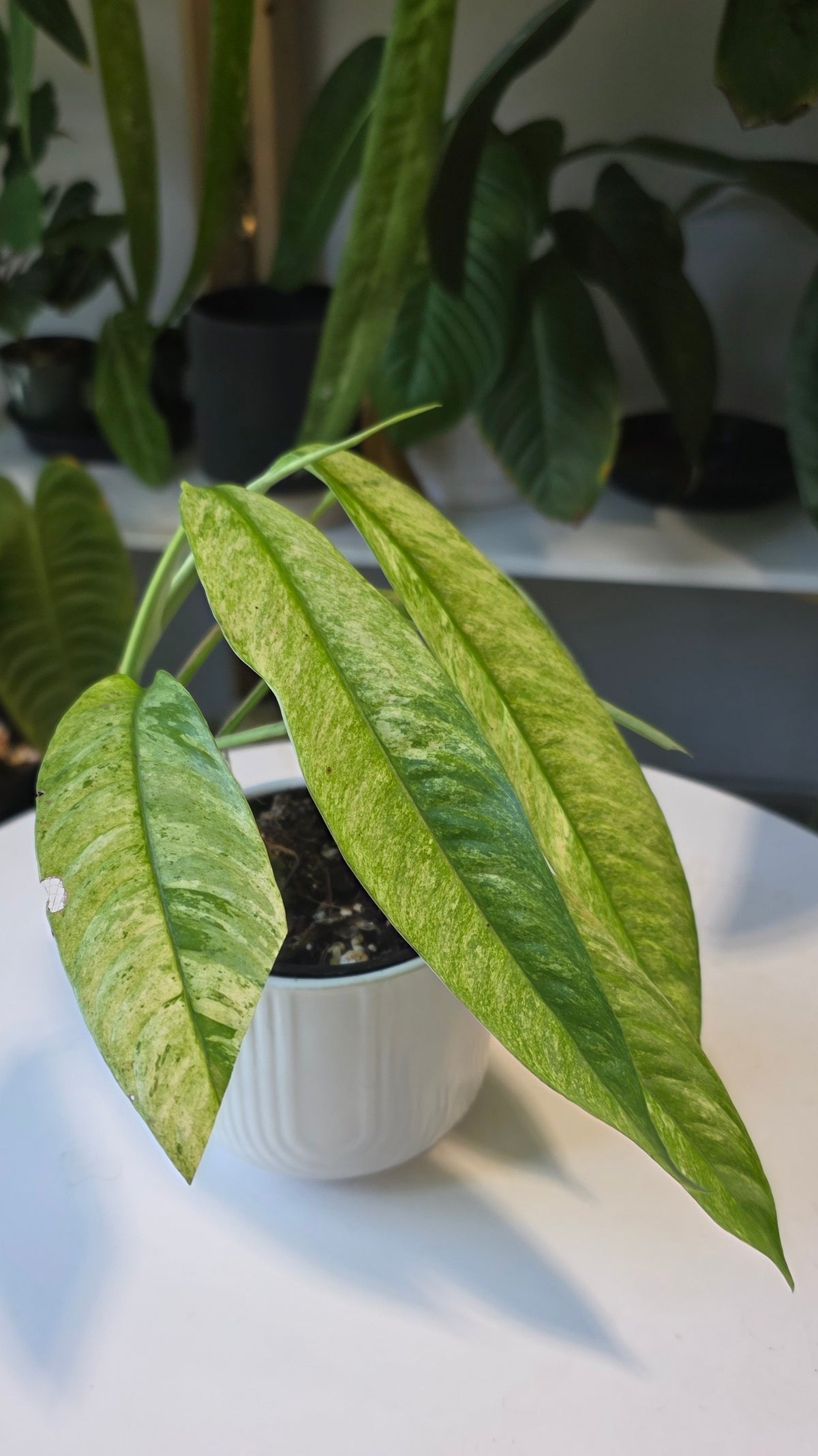 Rhaphidophora Gorilan Variegated
