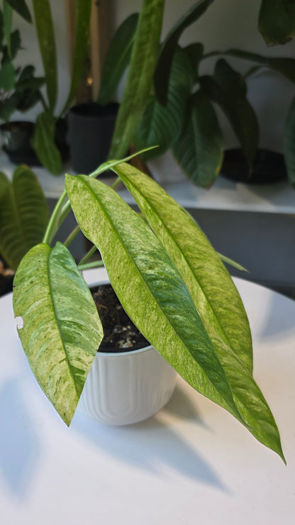Rhaphidophora Gorilan Variegated