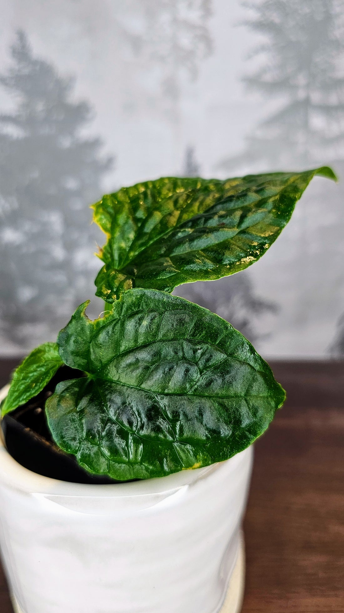 Anthurium Splendidum (A1)
