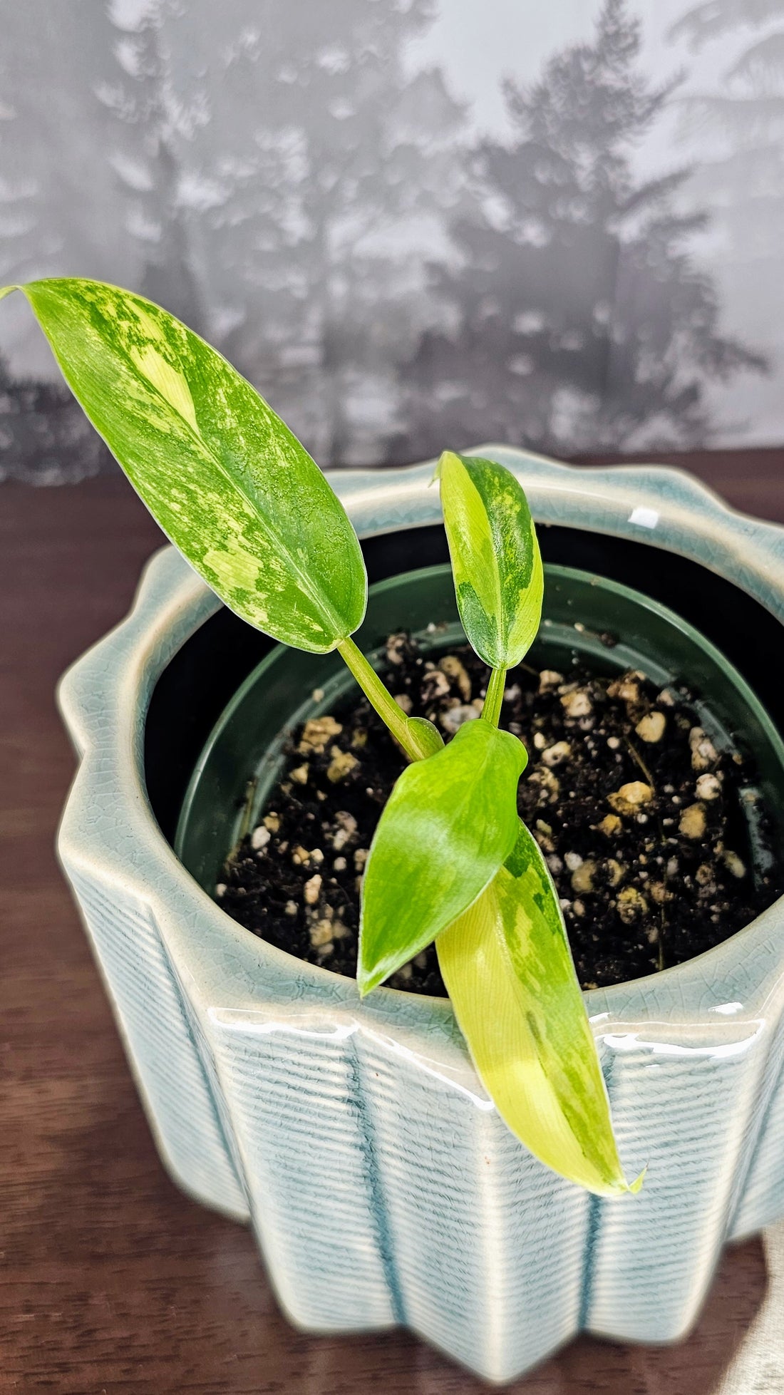 Philodendron Domesticum (WPD 03)