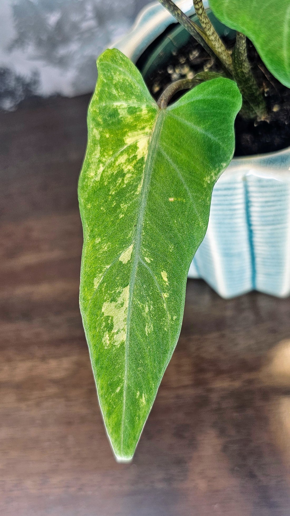 Alocasia Lauterbachiana Aurea Variegated (A06)
