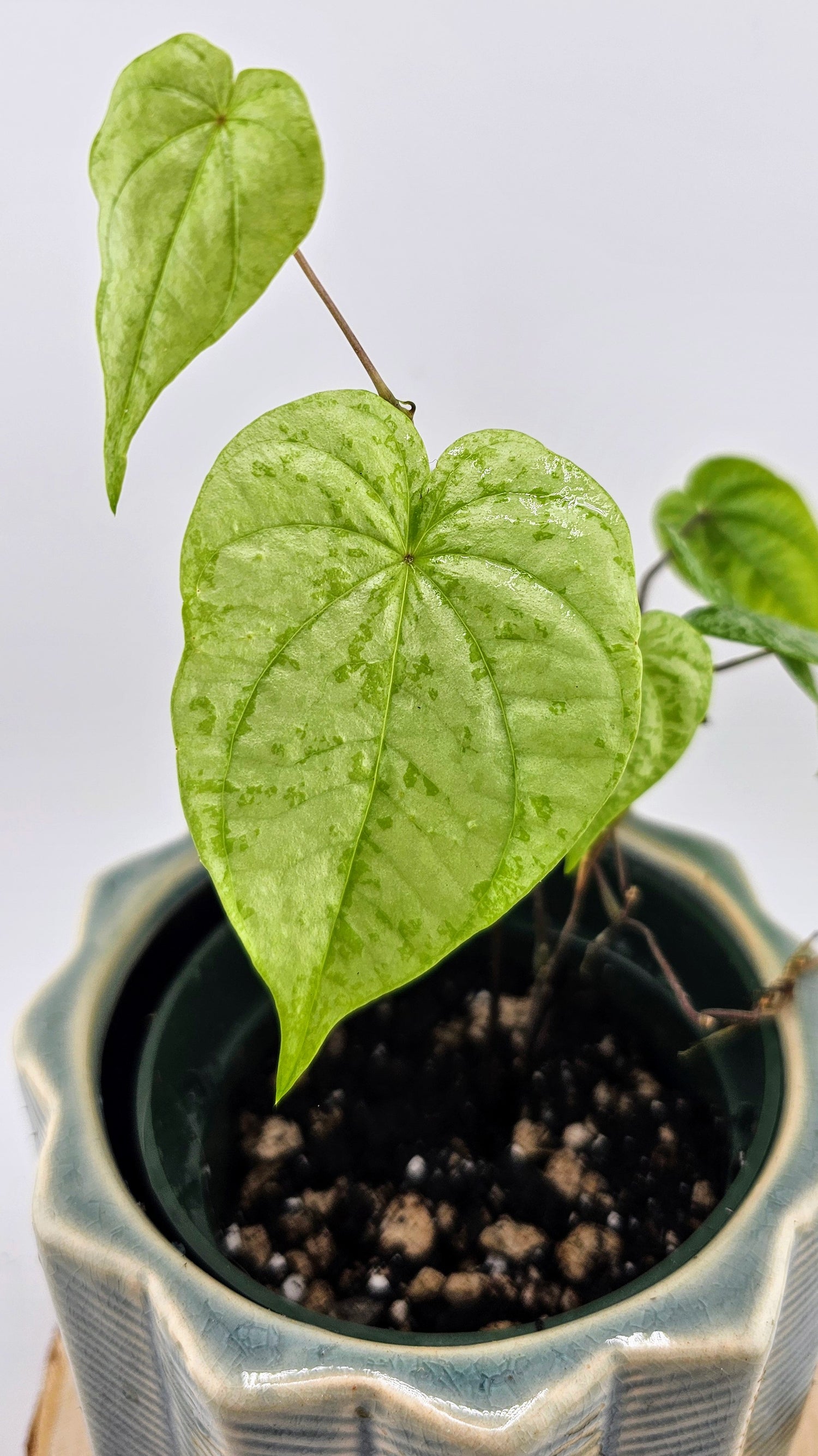 Dioscorea sp. Colombia Silver (C)