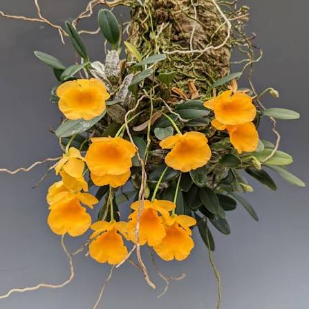 Dendrobium jenkinsii