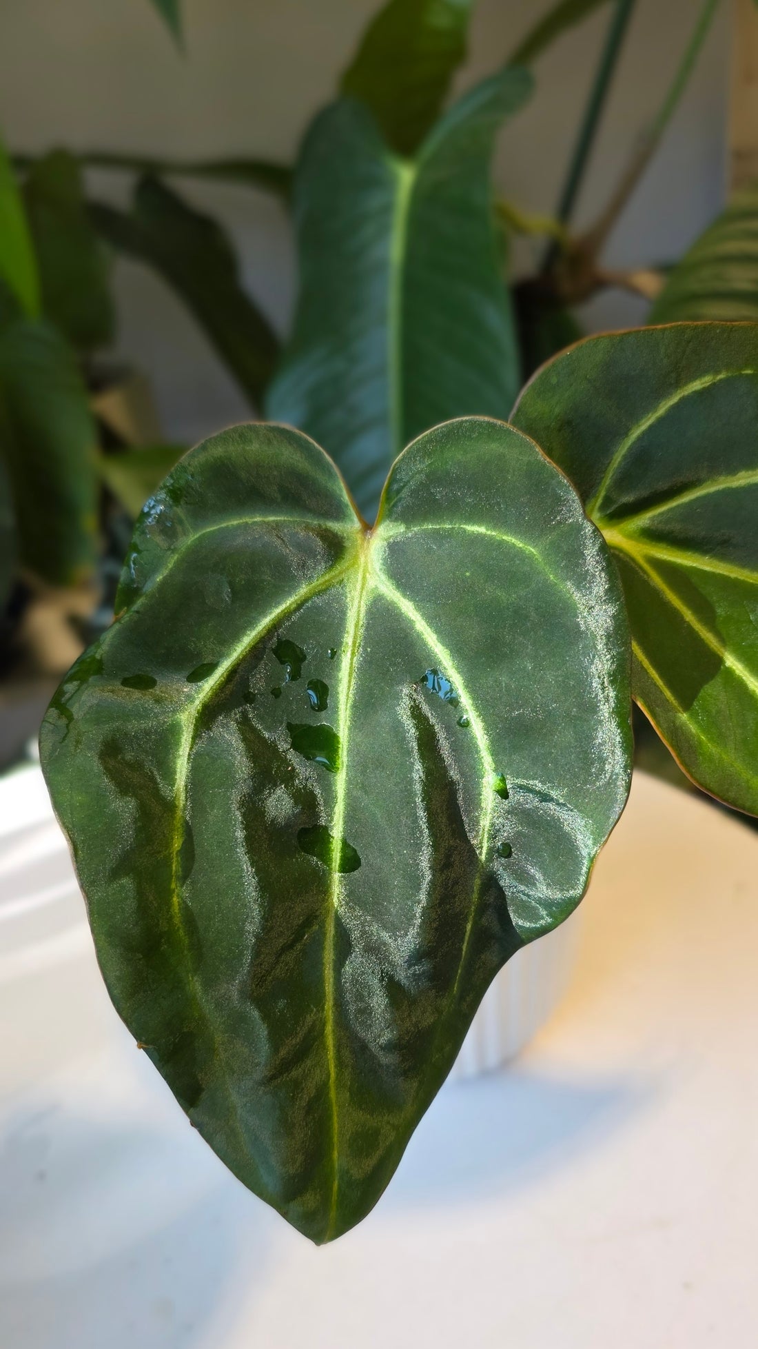 Anthurium Carlablackaie (A)