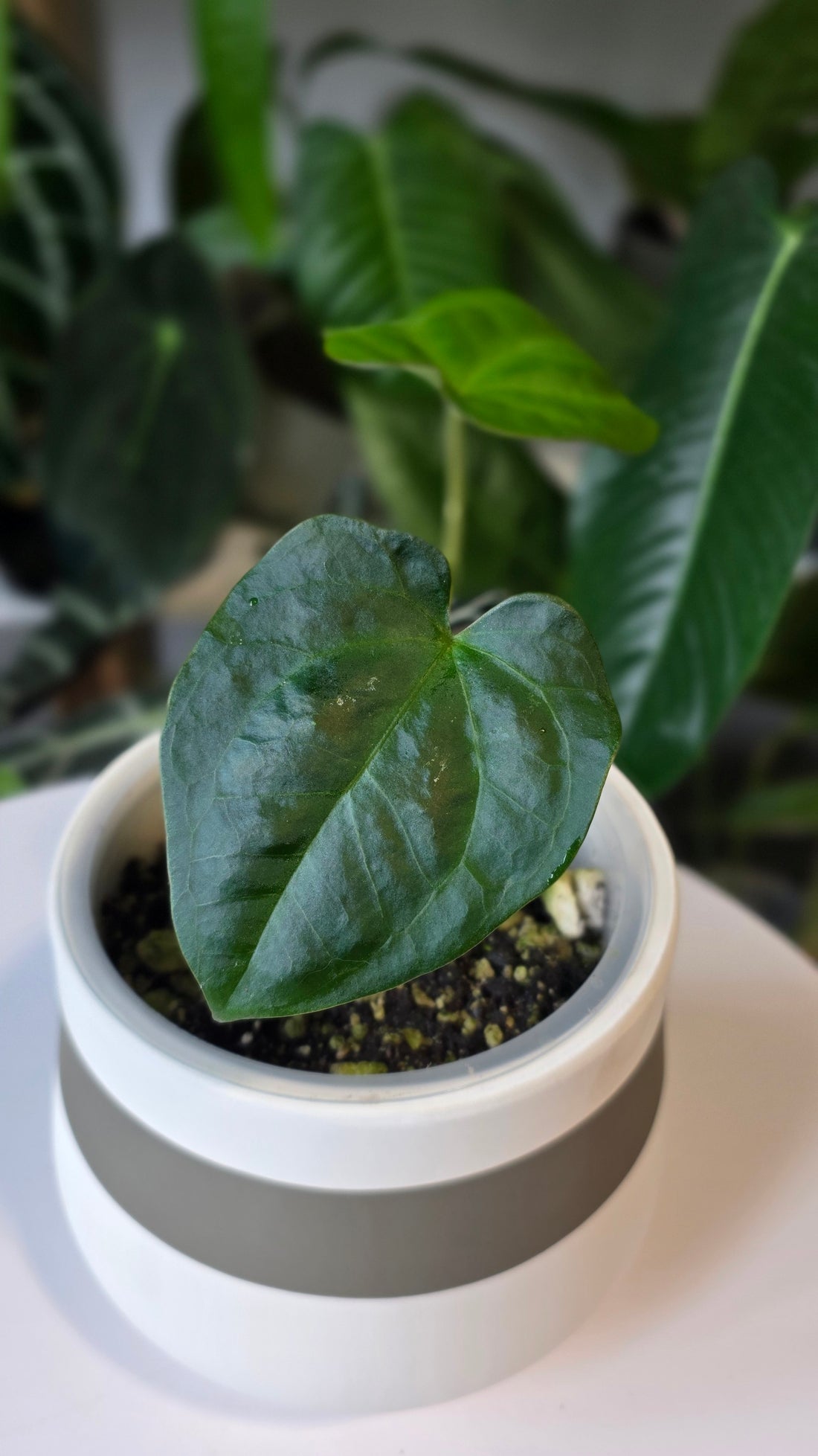 Anthurium Titanium (C)