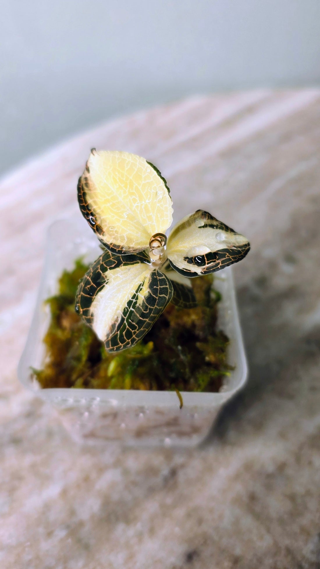 Anoectochilus Roxburghii Variegated