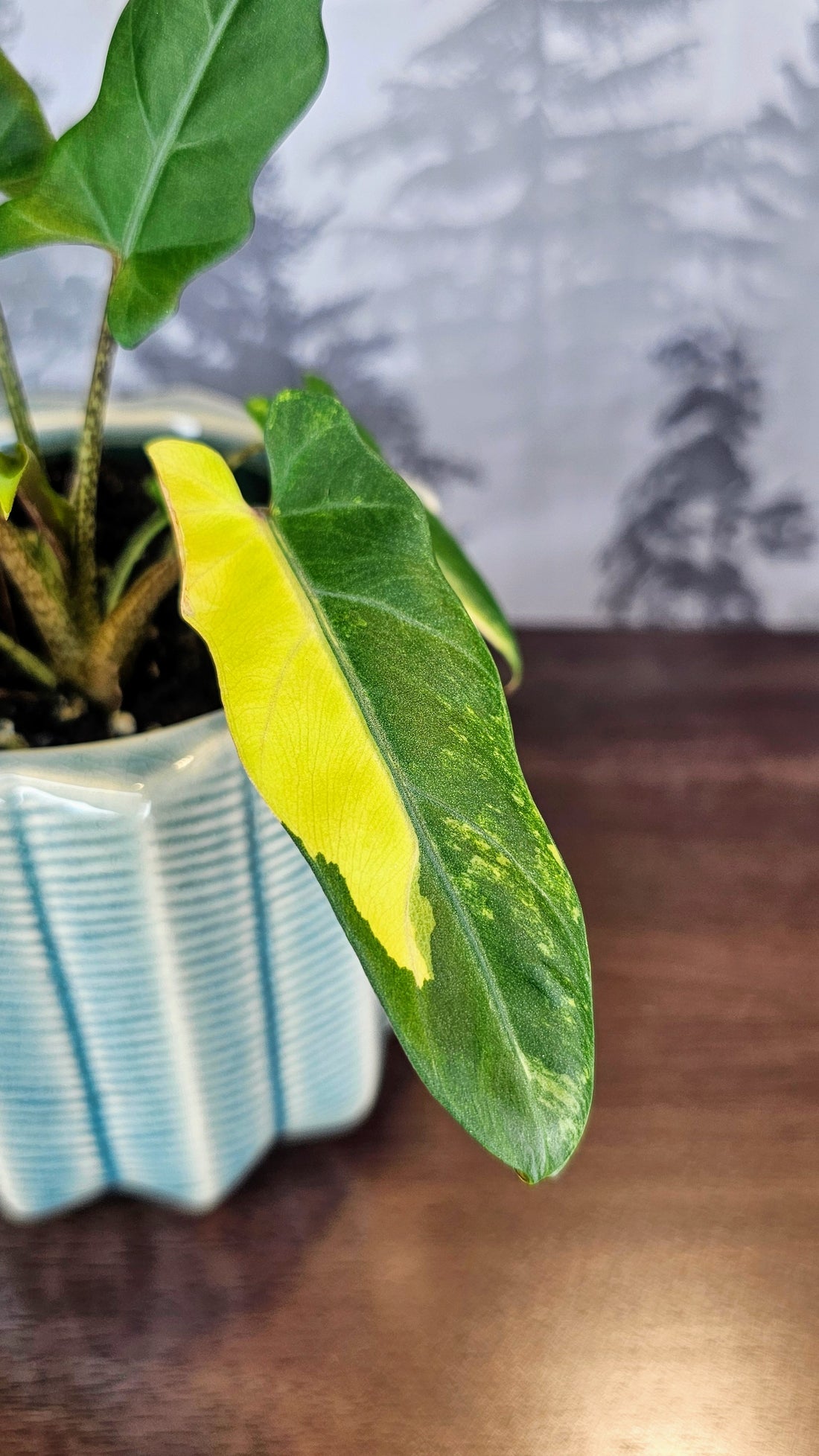 Alocasia Lauterbachiana Aurea Variegated (A05)