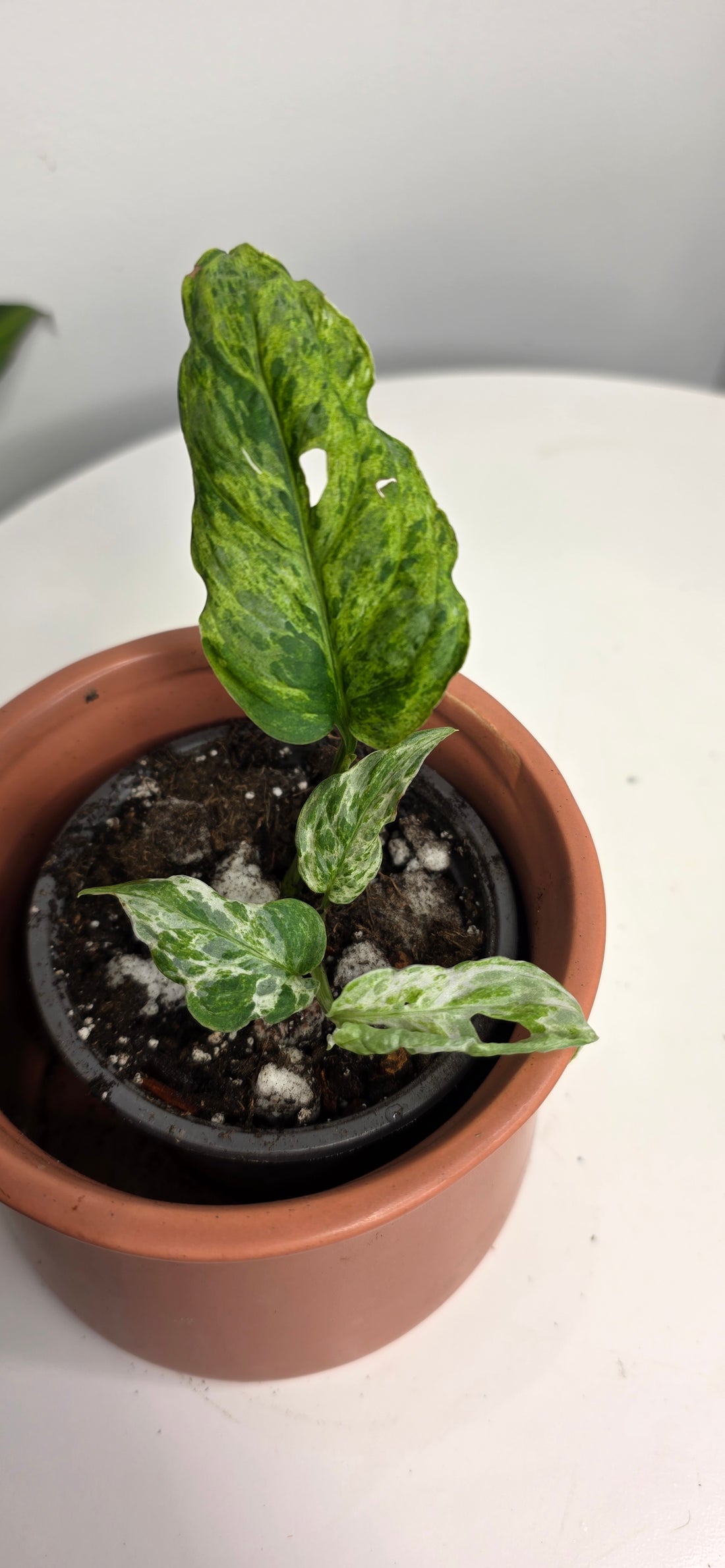 Monstera Adansonii Frozen Freckles B