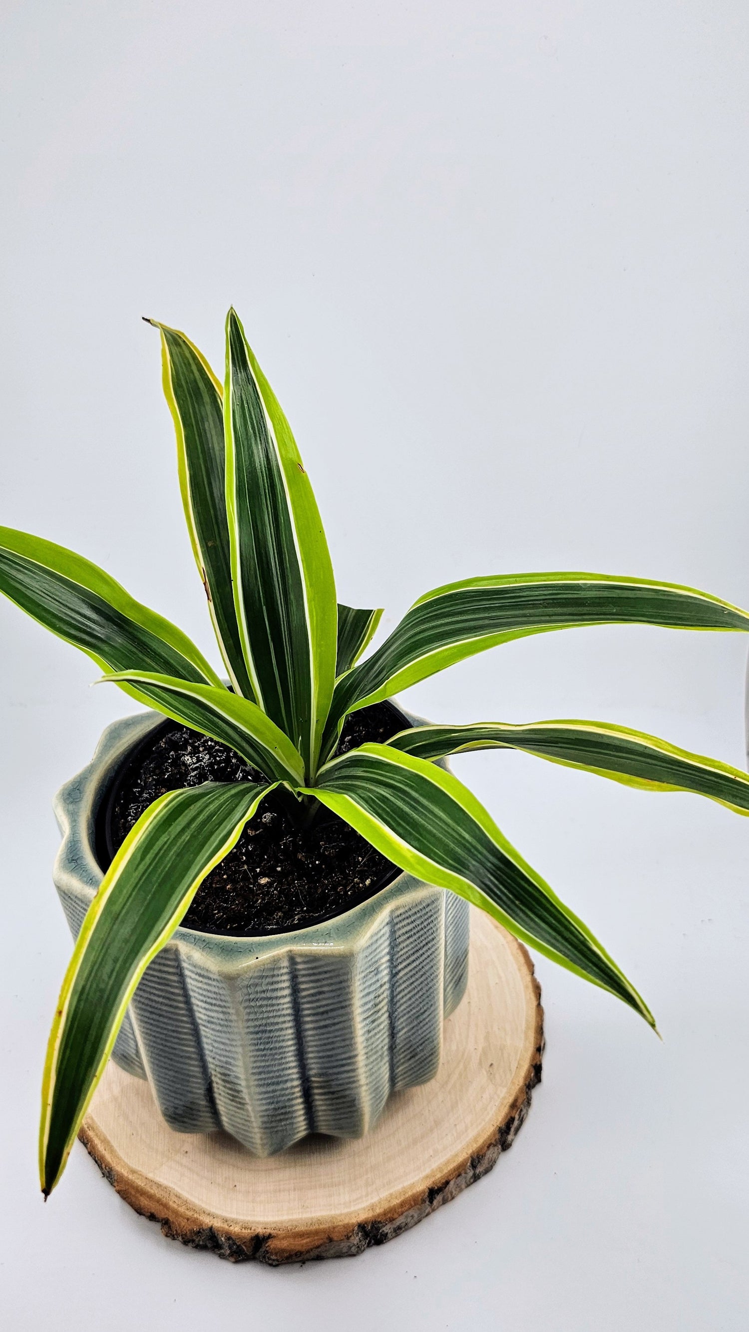 Dracaena Lemon Lime