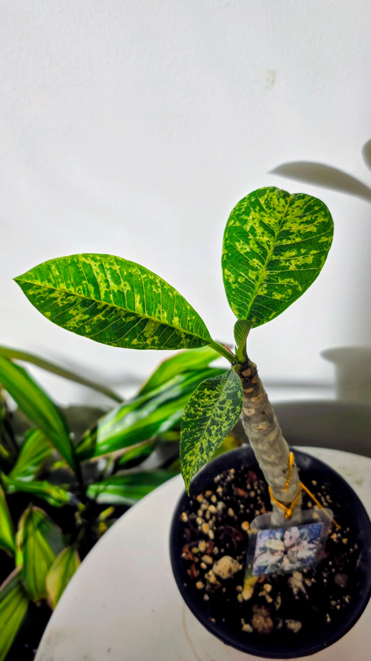 Plumeria Variegated A