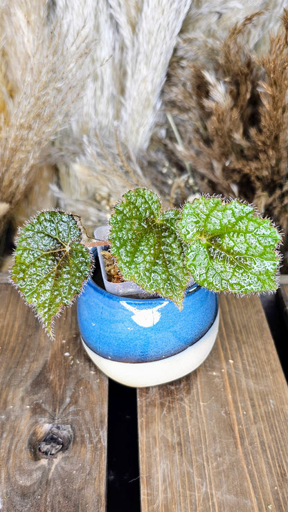 Begonia Iron Cross 2&quot;