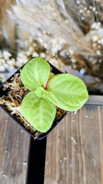 Sonerilia sp. Borneo &quot;Red Fuzz&quot;