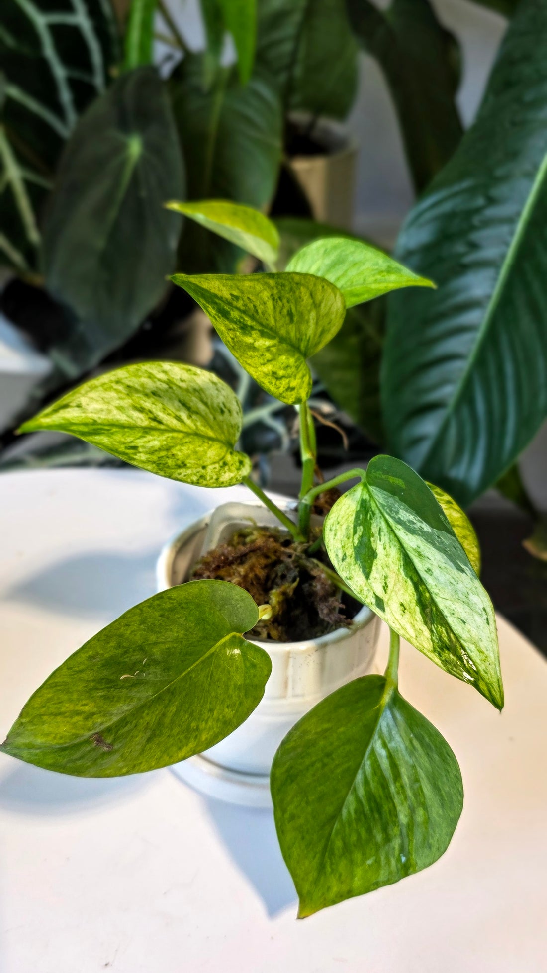 Epipremnum aureum &
