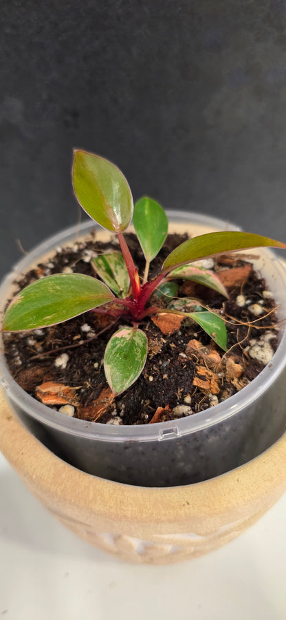 Philodendron Red Congo Variegated F