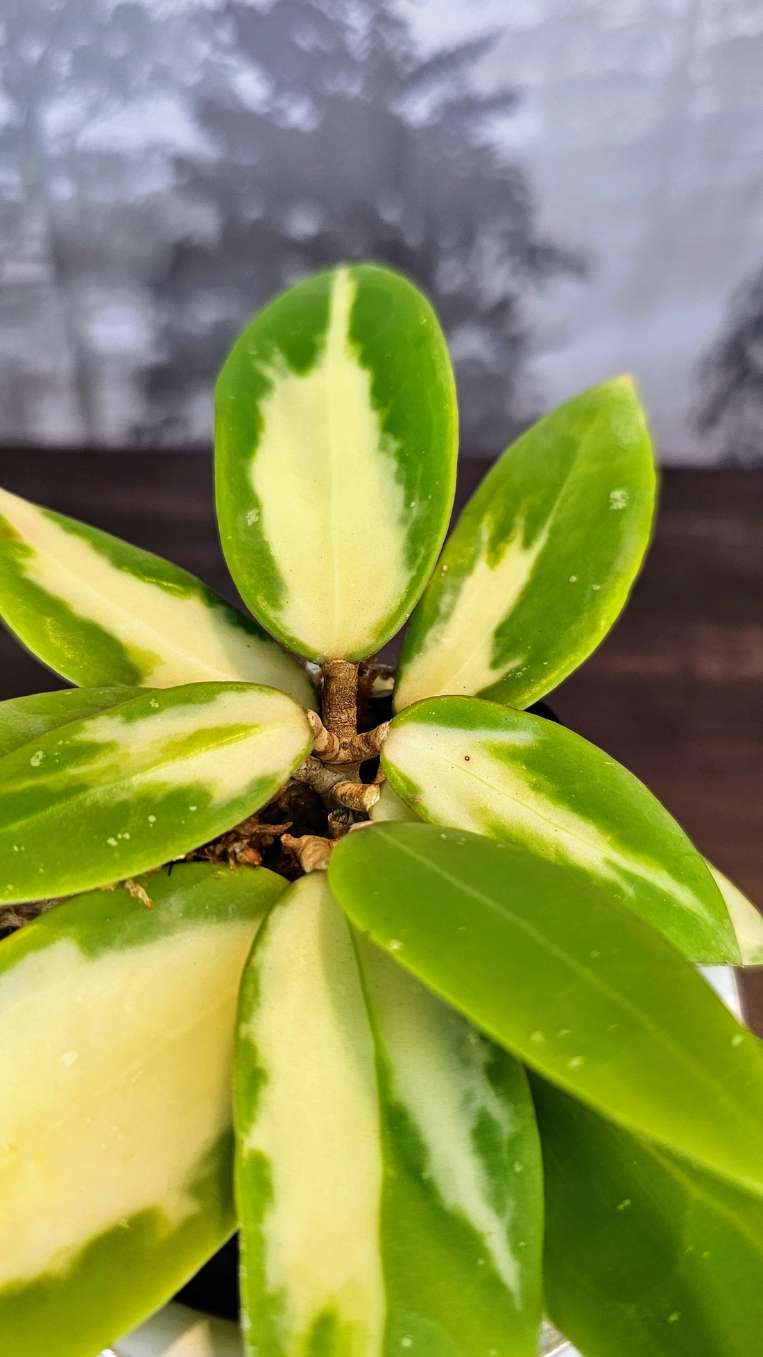 Hoya acuta inner variegated (WH 60)