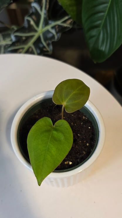 Anthurium Crystallinum X Dressleri (B)