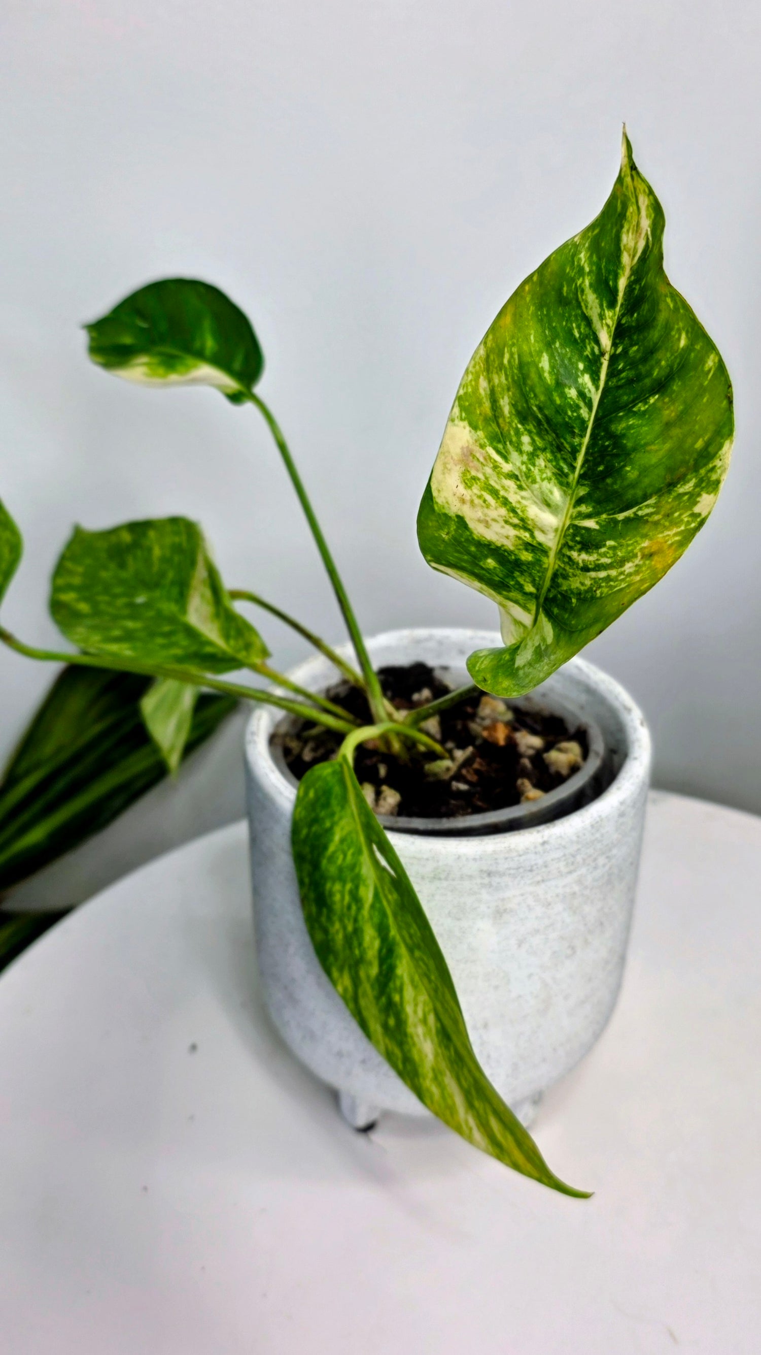 Epipremnum Pinnatum Sunburst D