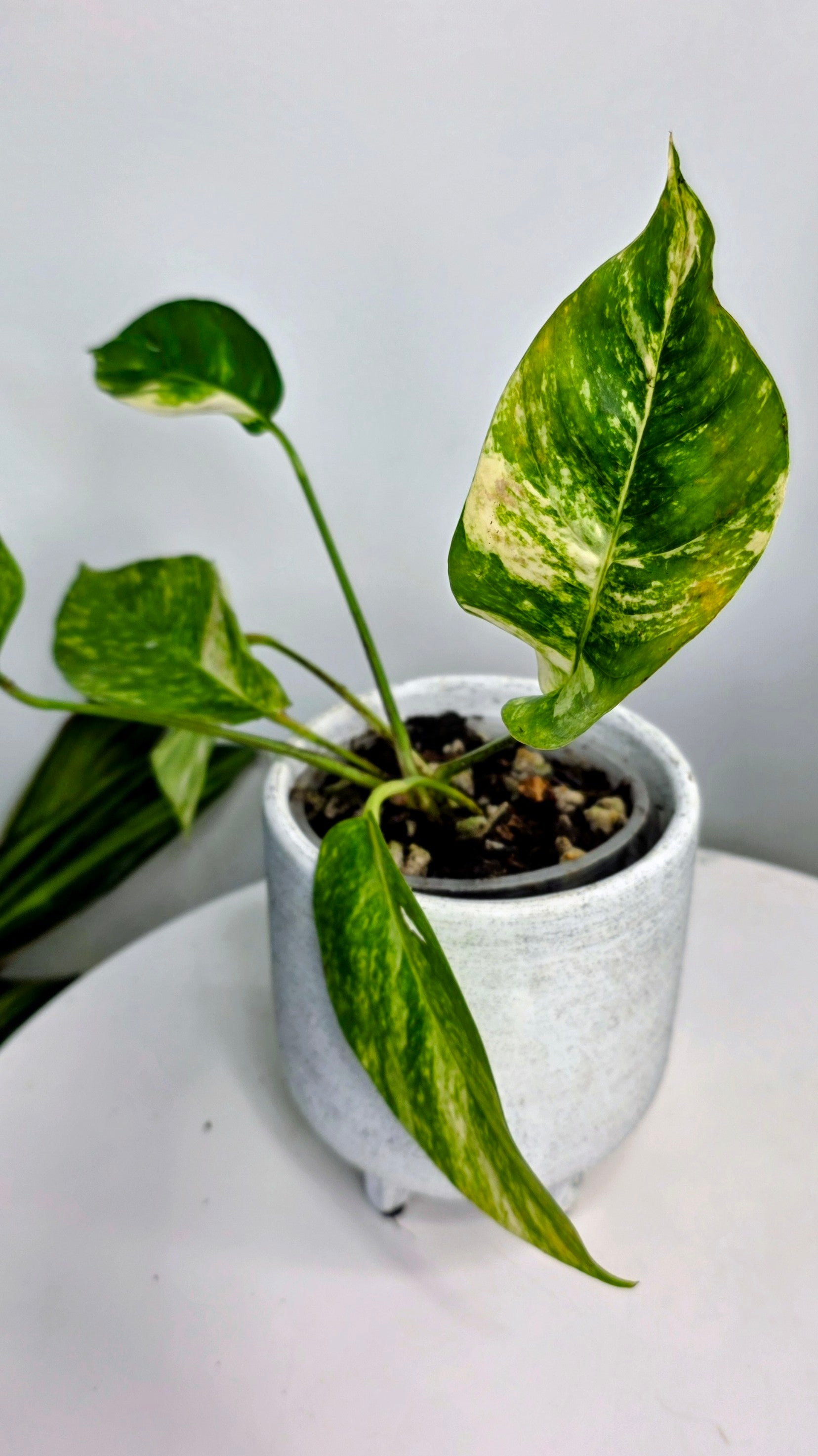 Epipremnum Pinnatum Sunburst D