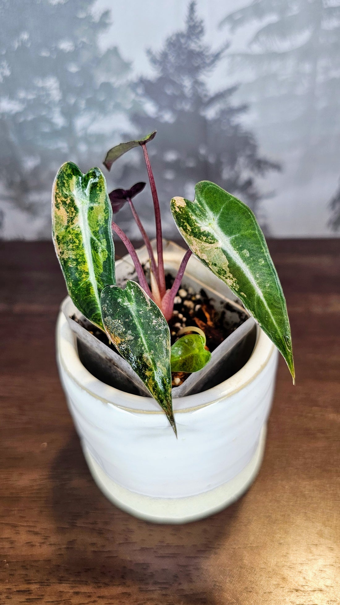Alocasia Bambino Tricolour (AL01)
