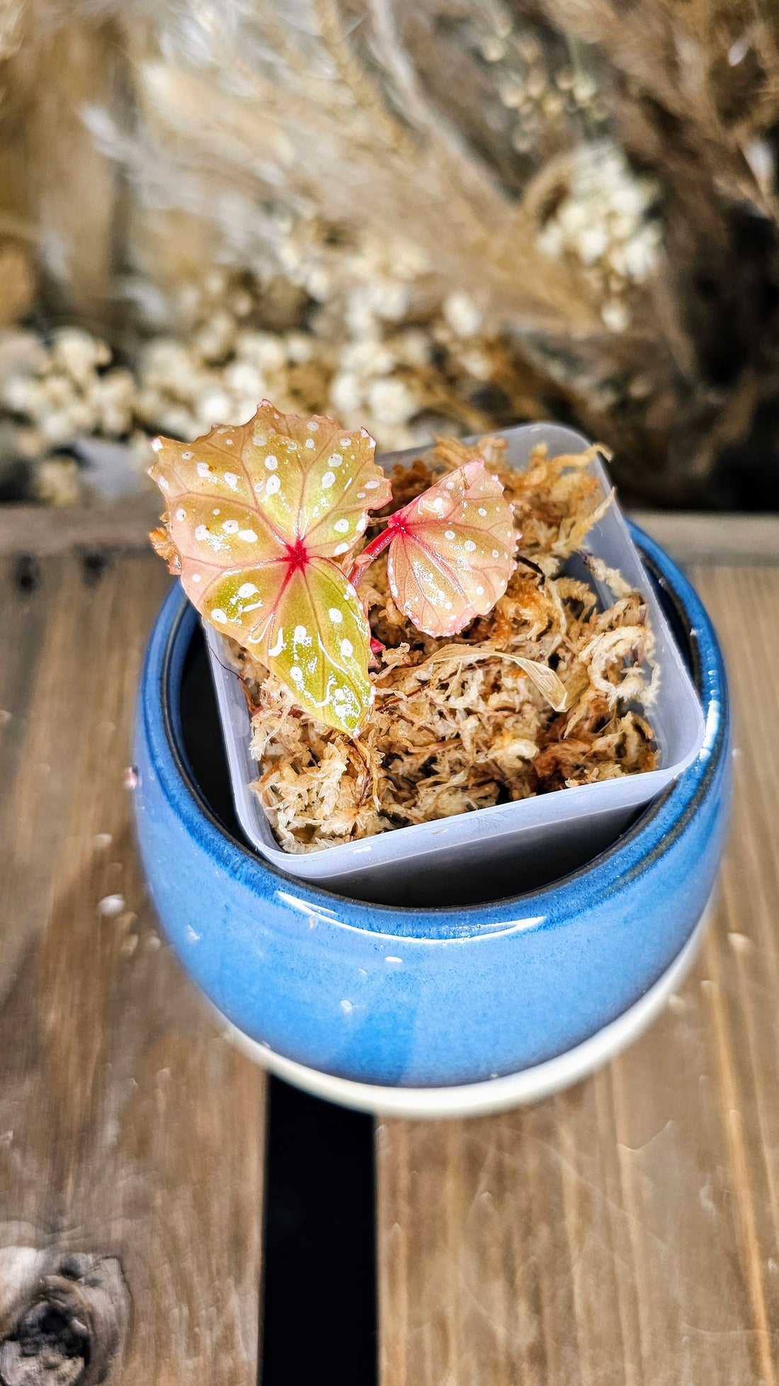 Begonia sp. Sabab
