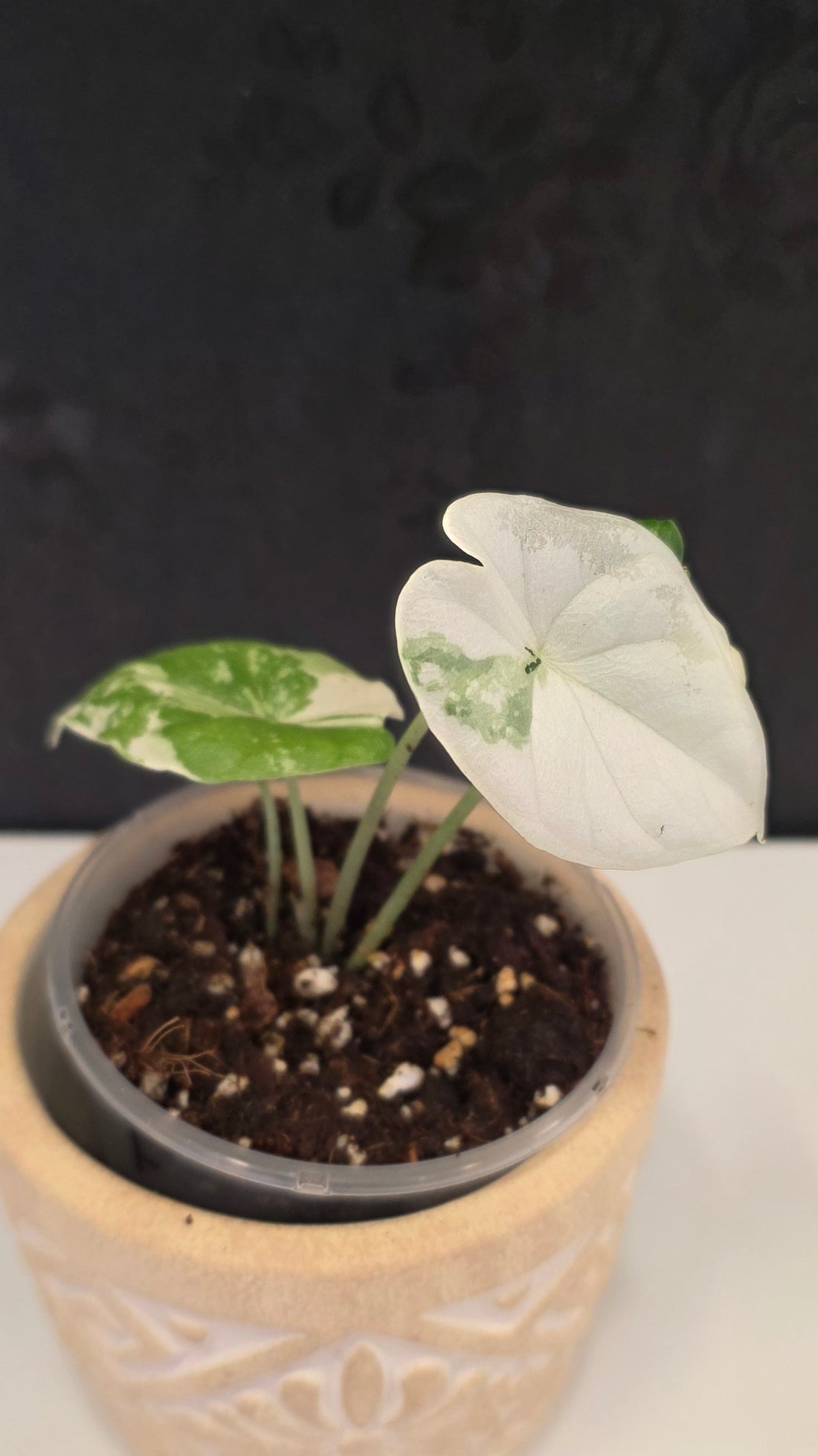 Alocasia Melo Albo H
