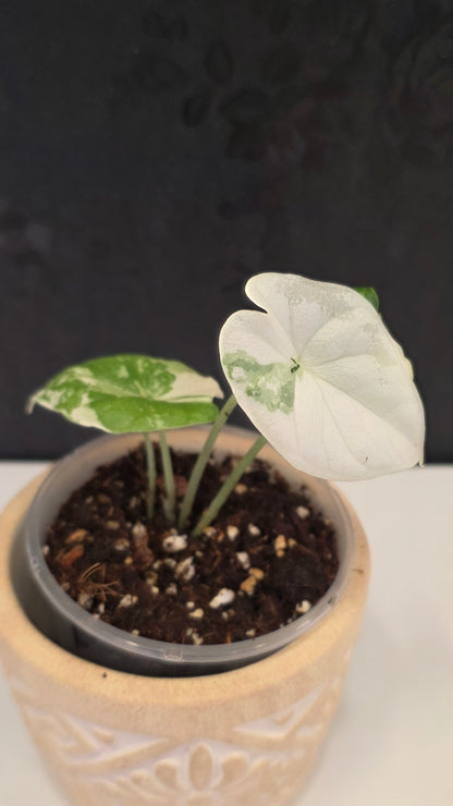 Alocasia Melo Albo H